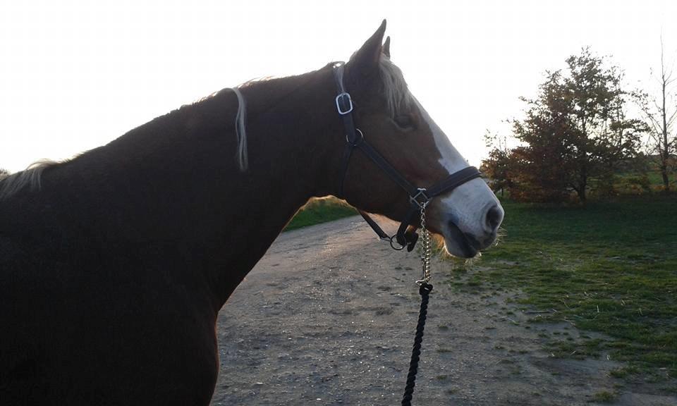 Frederiksborg Skovvanggårdens Bunnie billede 15