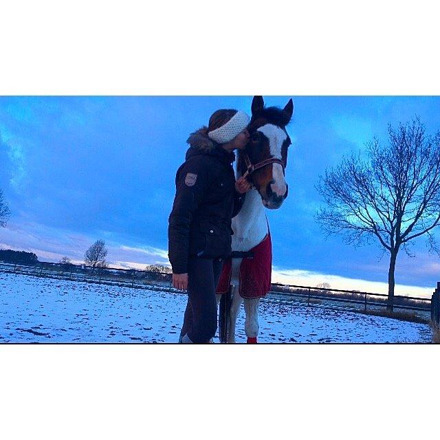 Pinto Rosenlyst's Queen Of Hearts billede 15