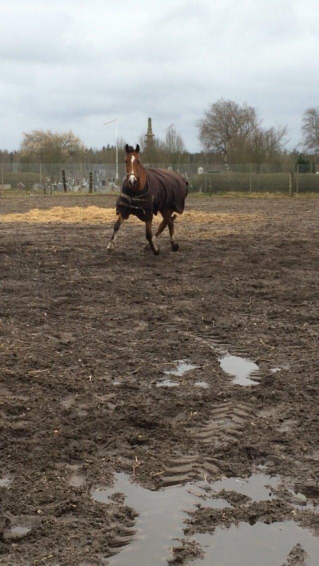 Welsh Cob (sec D) Tireve Bossman  billede 7