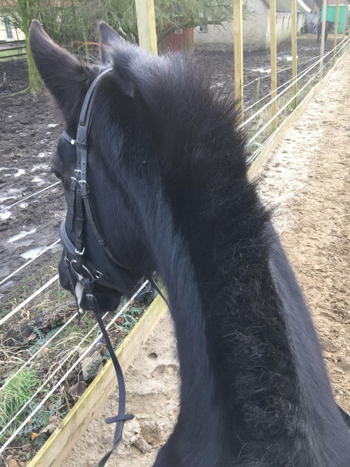 Frieser Sietske billede 16