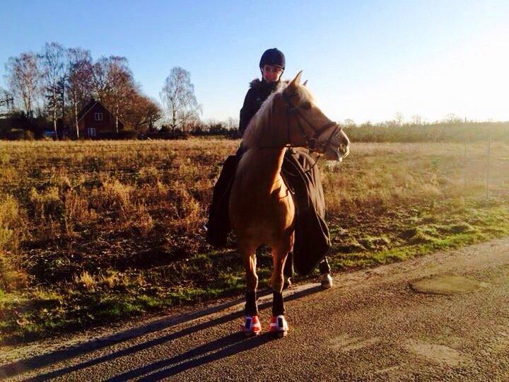 Haflinger Kløv's paxi billede 8