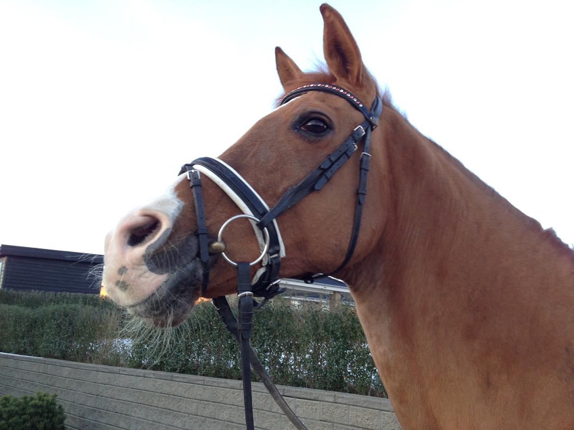 Anden særlig race Nete billede 15