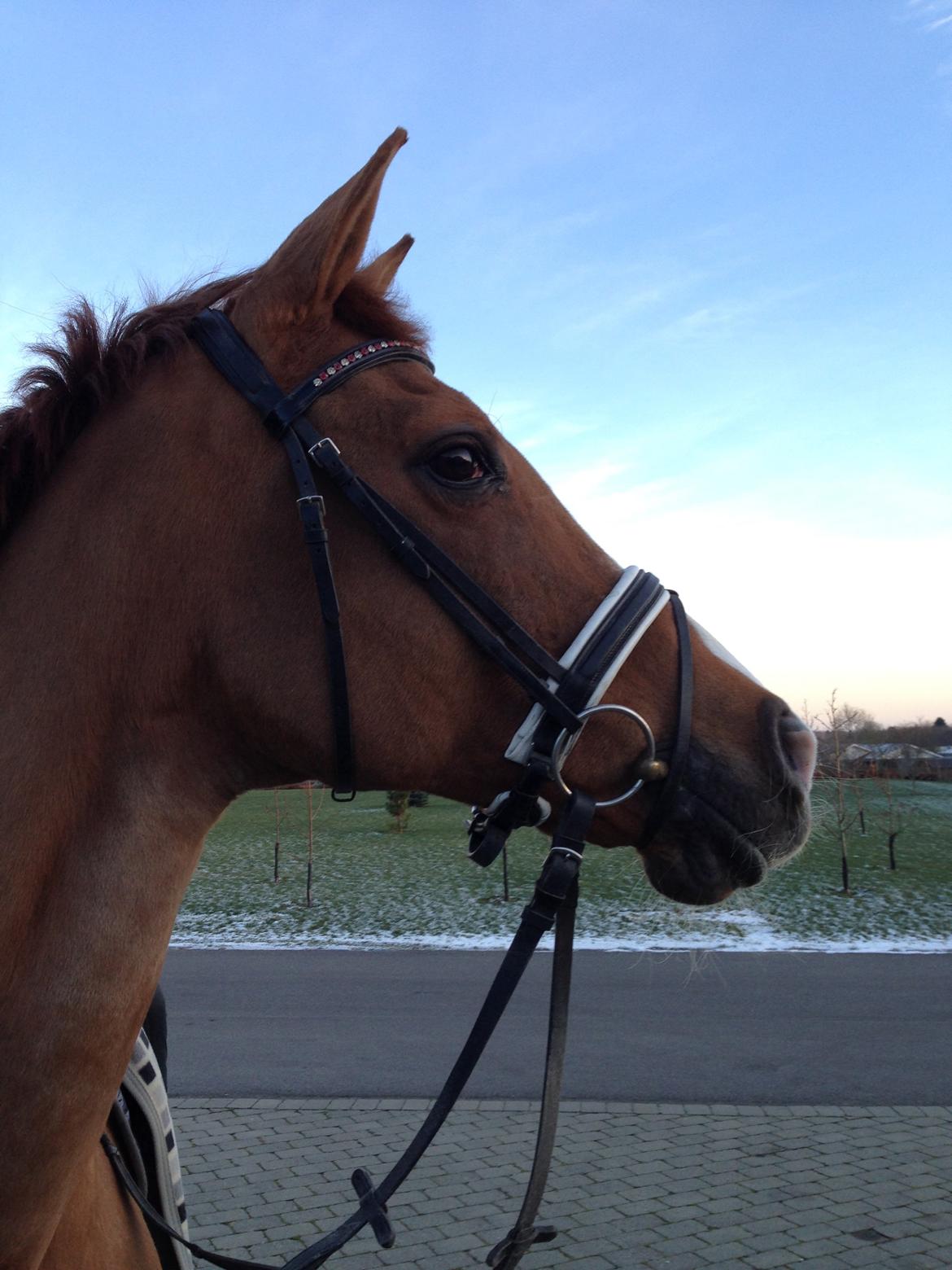 Anden særlig race Nete billede 13