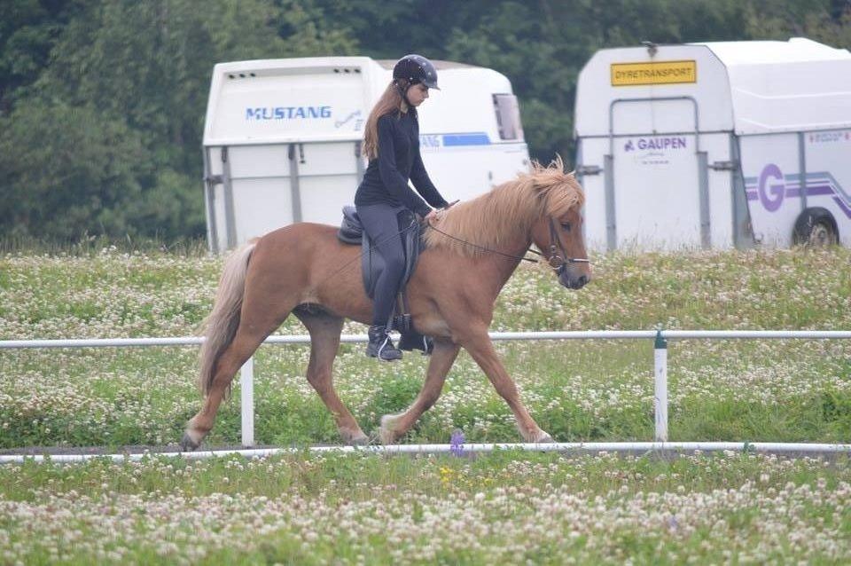 Islænder Dreki fra Hoelgaard billede 16