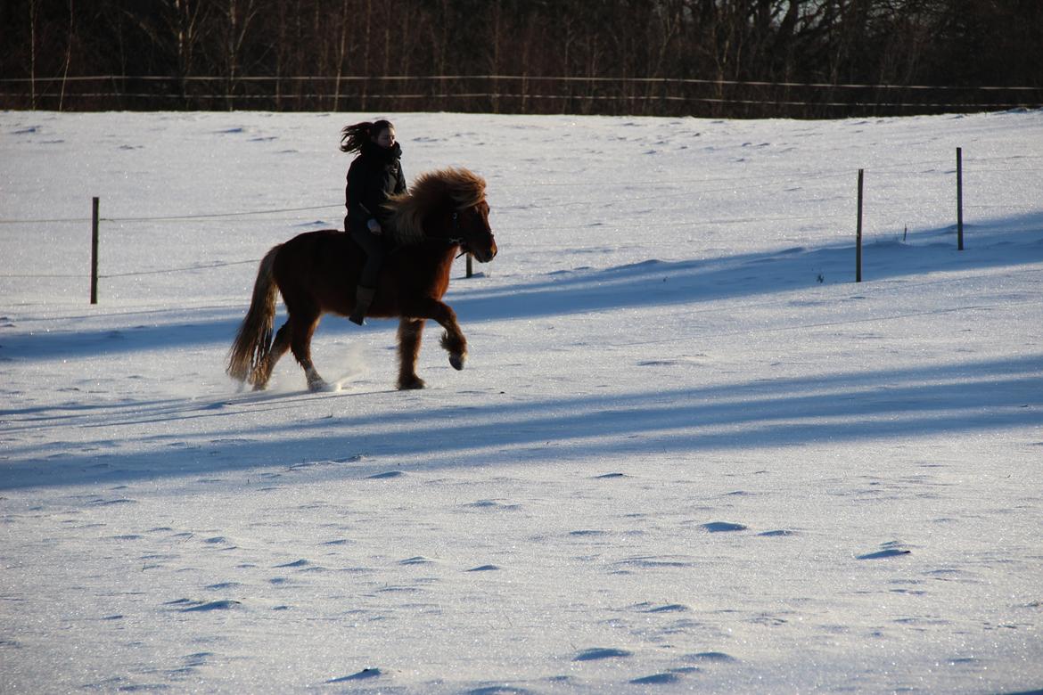 Islænder Dreki fra Hoelgaard billede 2