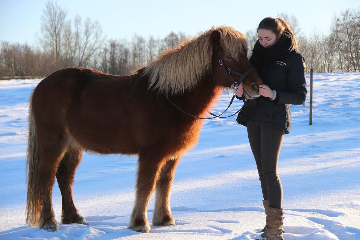 Islænder Dreki fra Hoelgaard billede 4