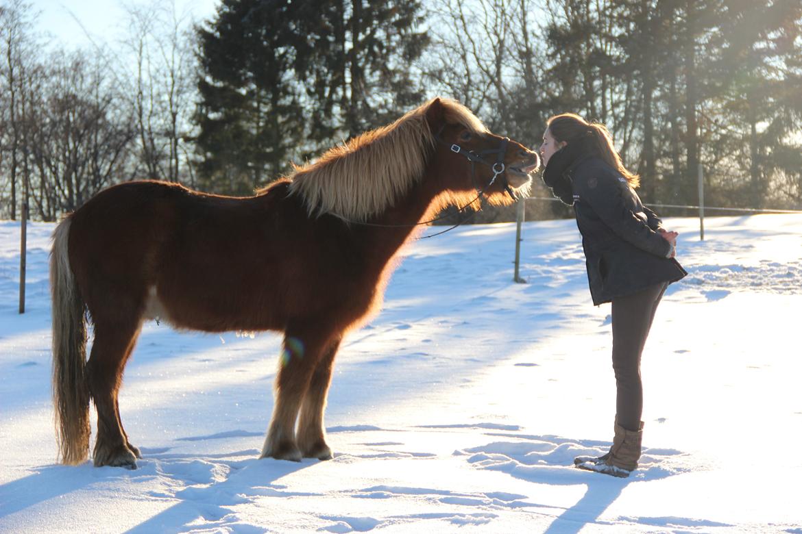 Islænder Dreki fra Hoelgaard billede 10
