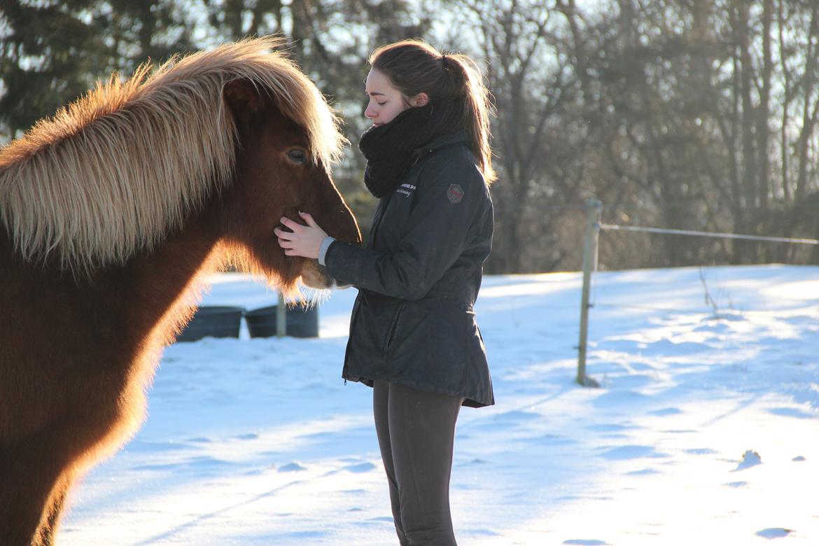Islænder Dreki fra Hoelgaard billede 1