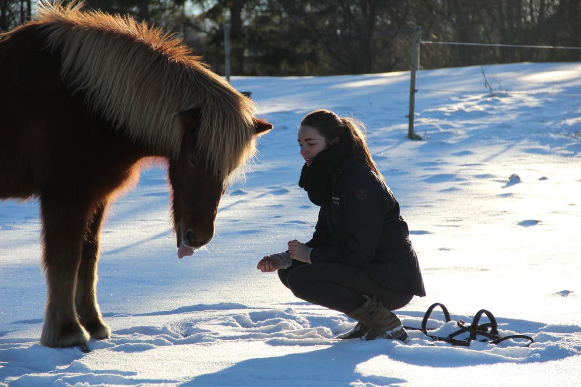 Islænder Dreki fra Hoelgaard billede 18