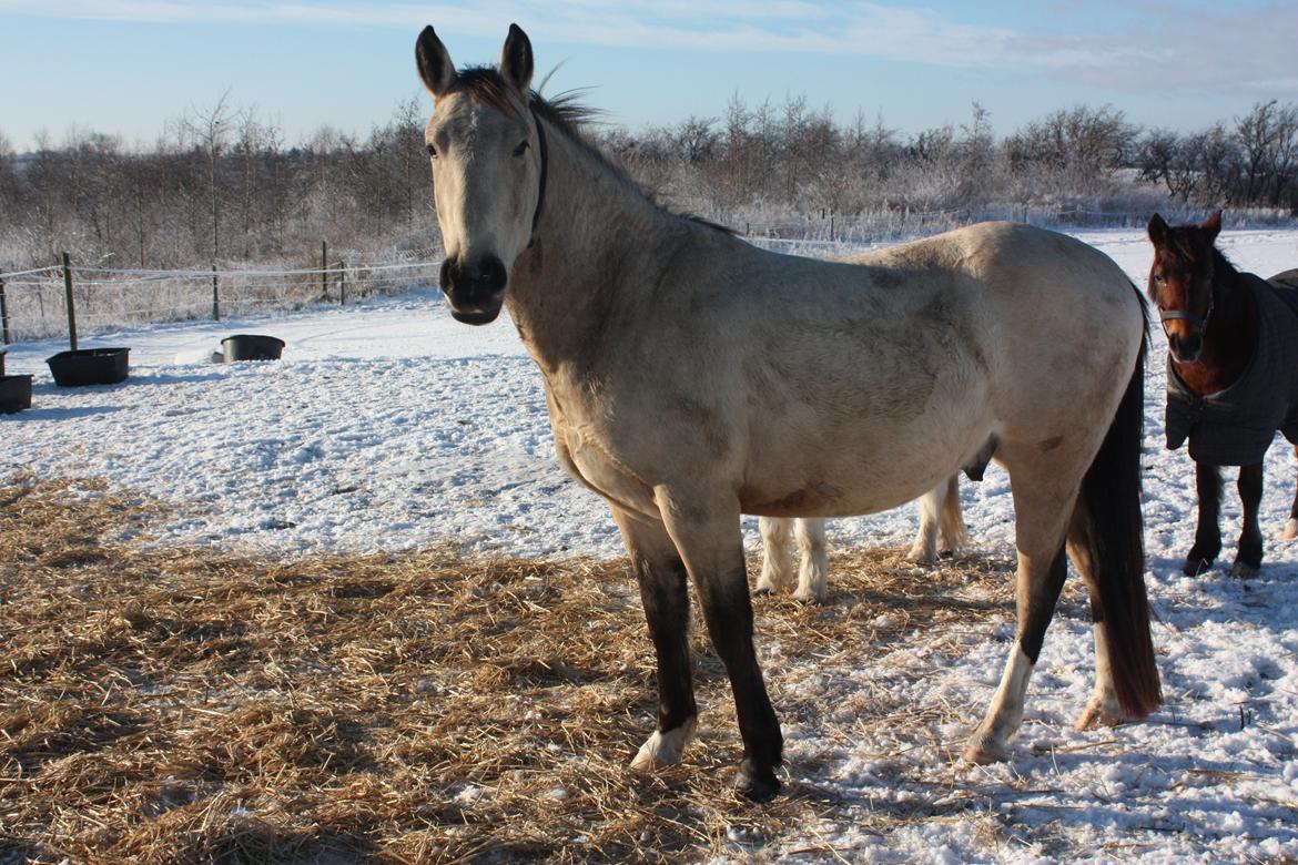 Anden særlig race | Sofus - D. 21/01-2016 billede 14