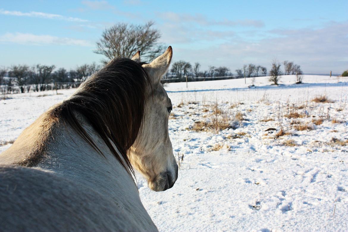 Anden særlig race | Sofus - D. 21/01-2016 billede 5