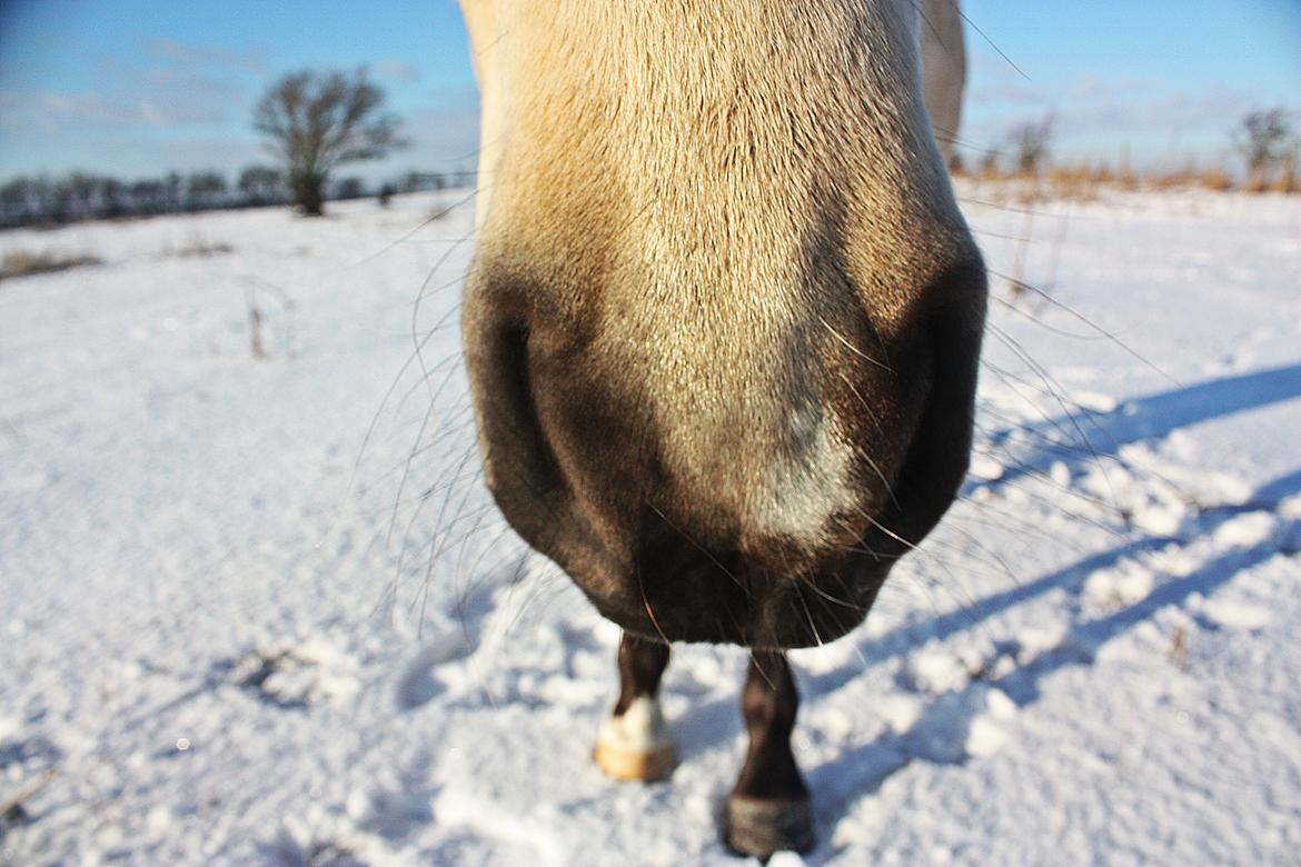 Anden særlig race | Sofus - D. 21/01-2016 billede 11