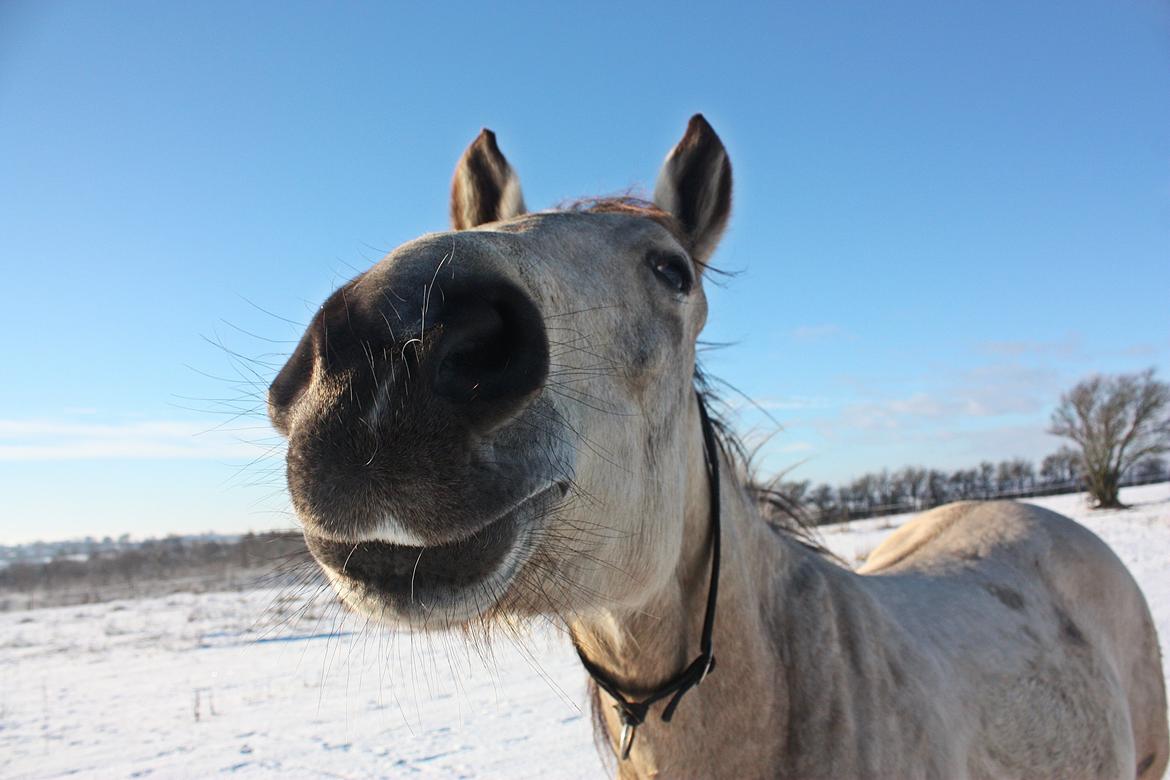 Anden særlig race | Sofus - D. 21/01-2016 billede 9