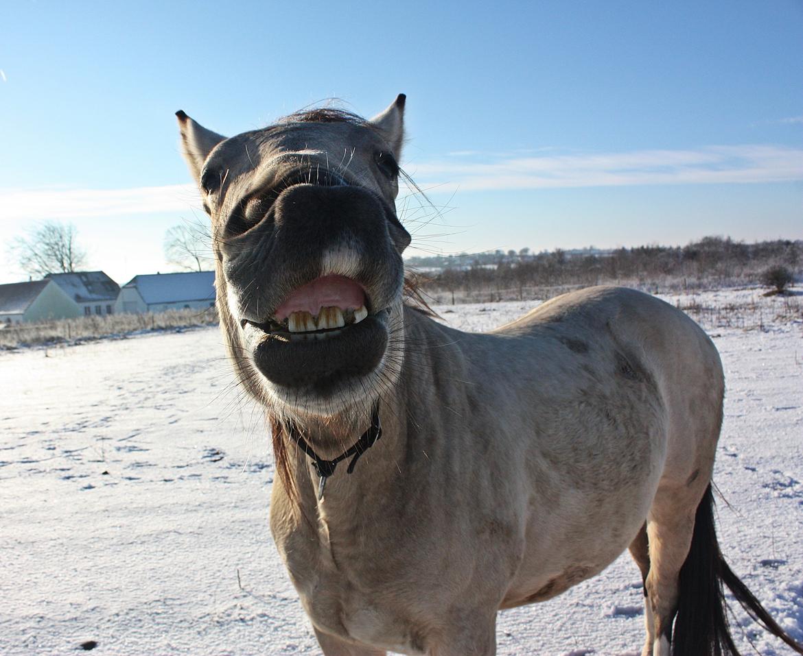 Anden særlig race | Sofus - D. 21/01-2016 billede 2