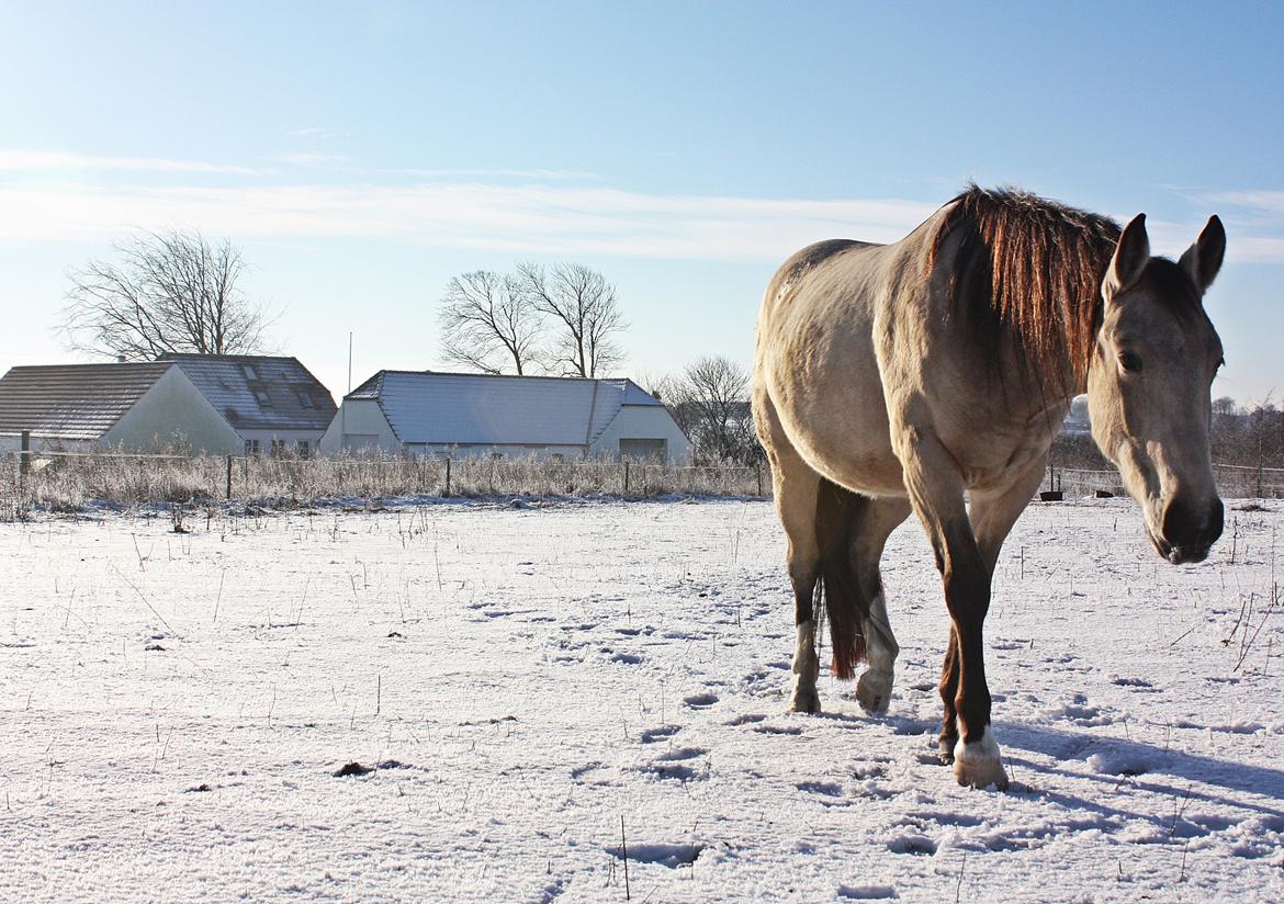 Anden særlig race | Sofus - D. 21/01-2016 billede 6