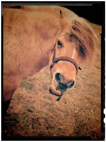 Anden særlig race Freja (mit et og alt)<3 - Elsker det billede (kig på hendes tunge) billede 9