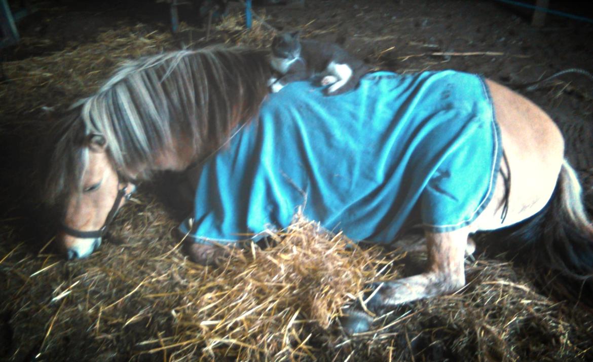 Anden særlig race Freja (mit et og alt)<3 - Da Freja var syg:-( billede 10