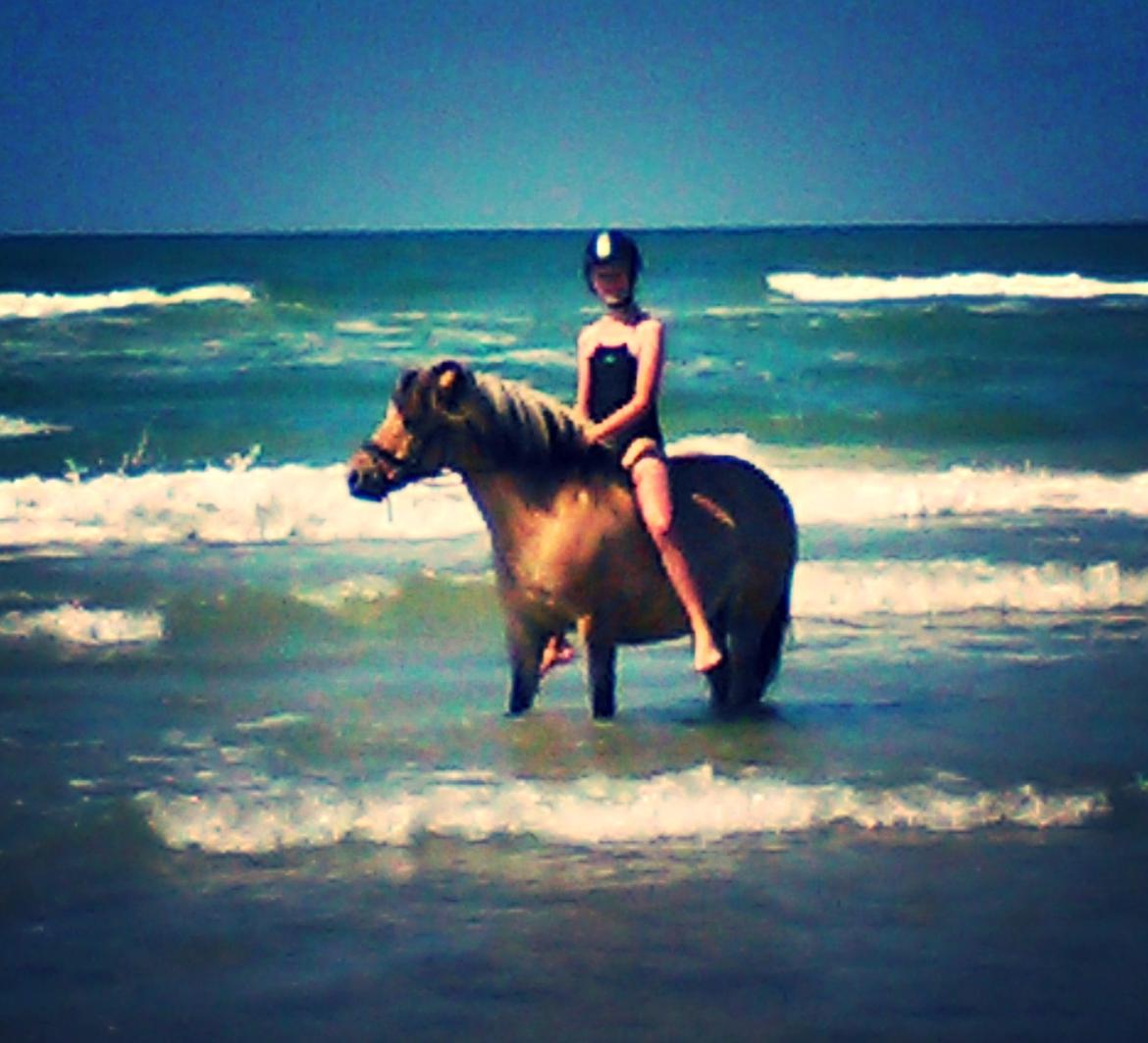 Anden særlig race Freja (mit et og alt)<3 - Da jeg var ved versterhavet med Freja sommeren 2015<3 billede 6