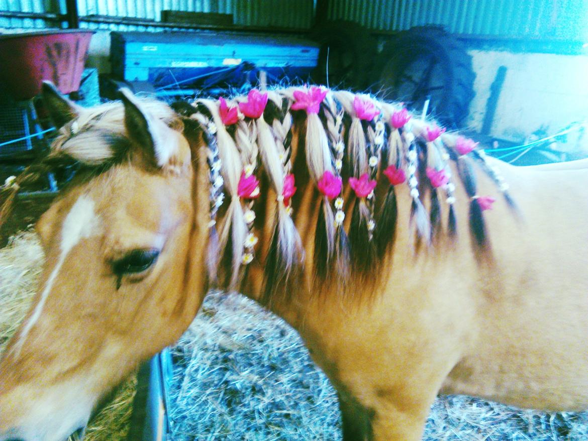 Anden særlig race Freja (mit et og alt)<3 billede 8