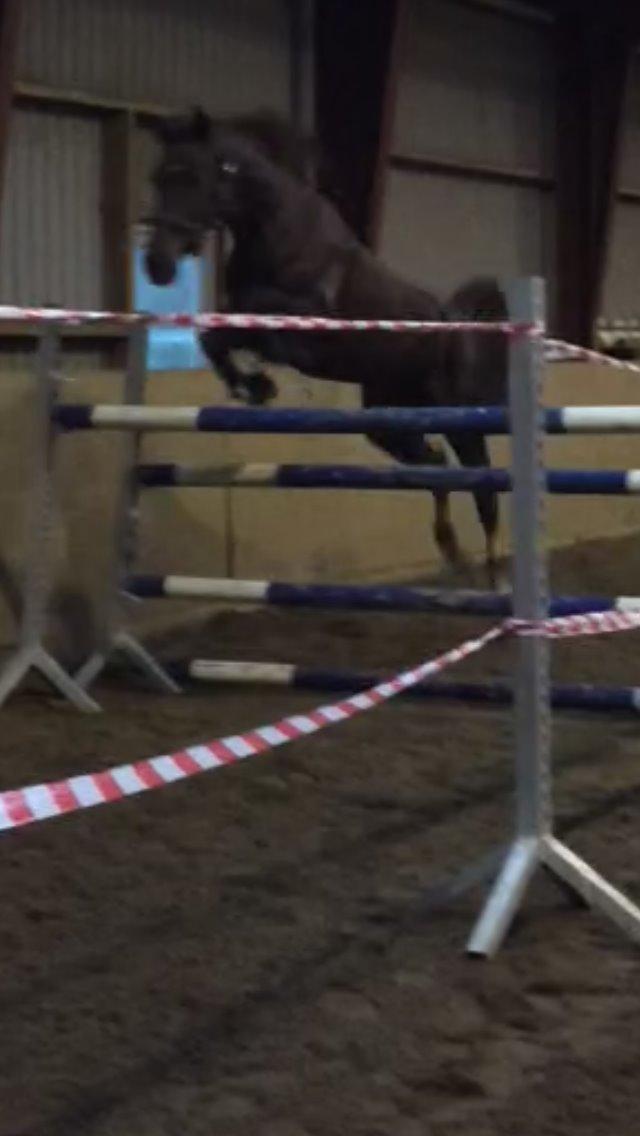 Hollandsk Varmblod Esiena billede 3