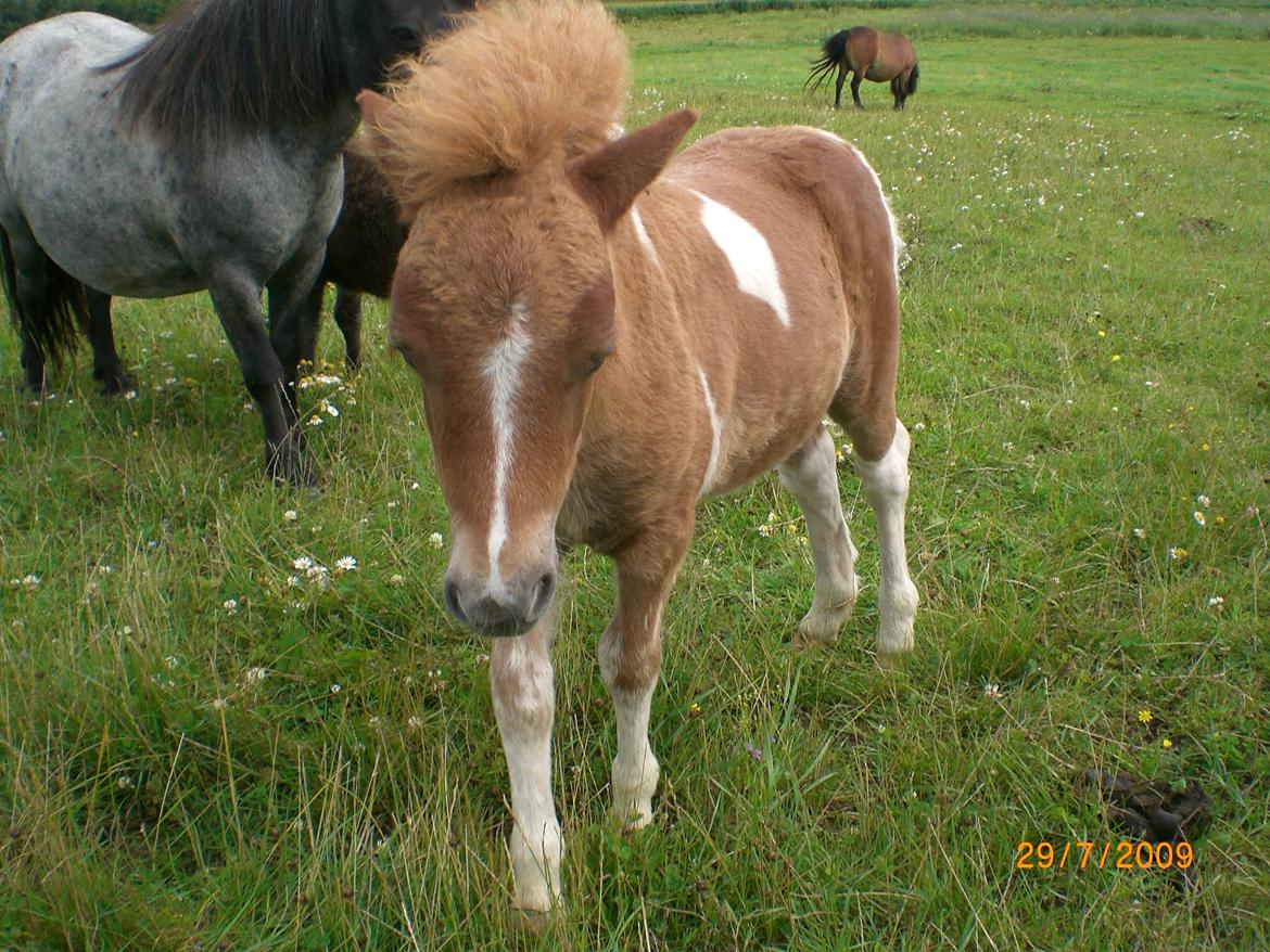 Shetlænder Mosbækmindes Felia billede 6