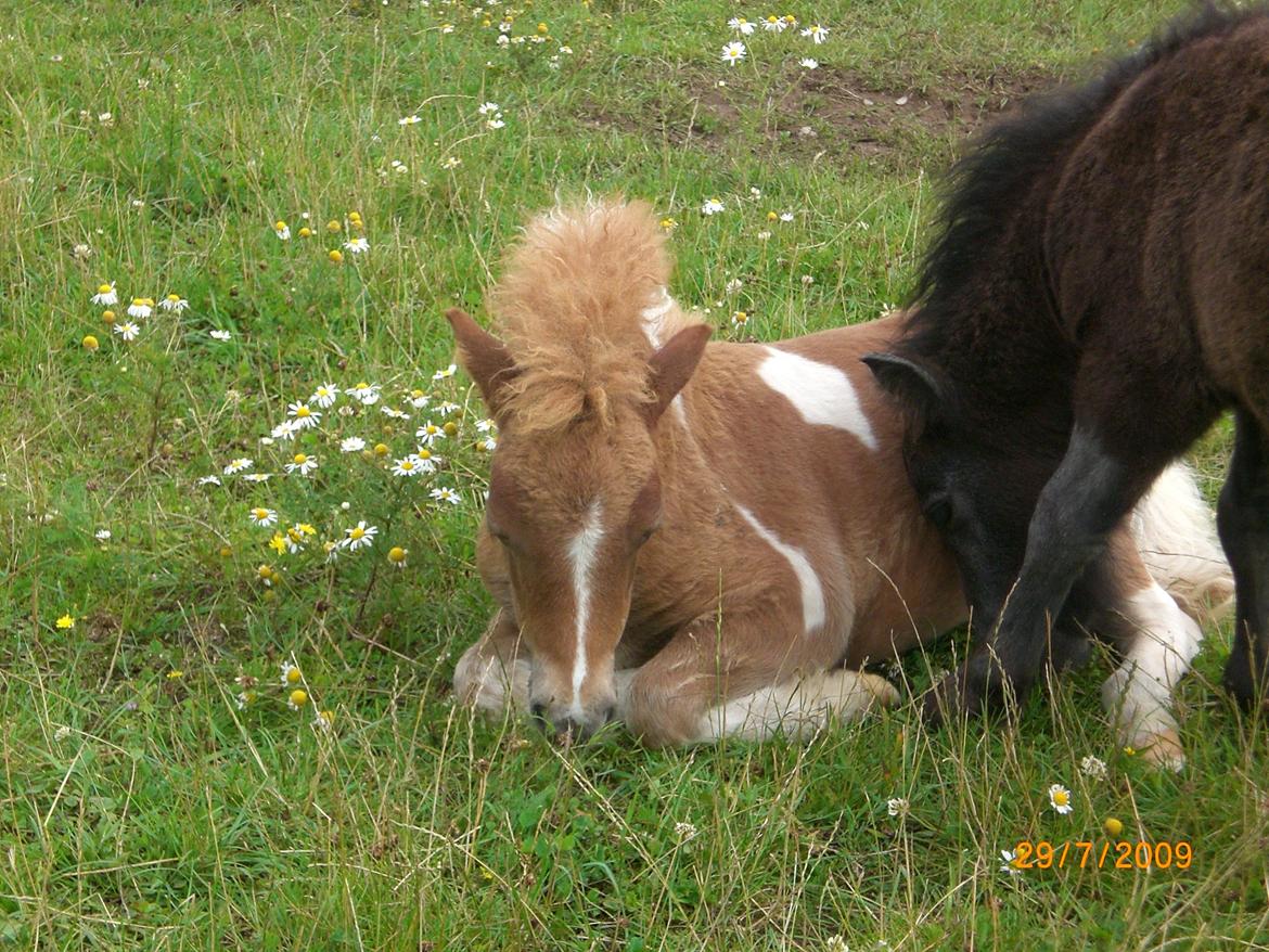 Shetlænder Mosbækmindes Felia billede 8