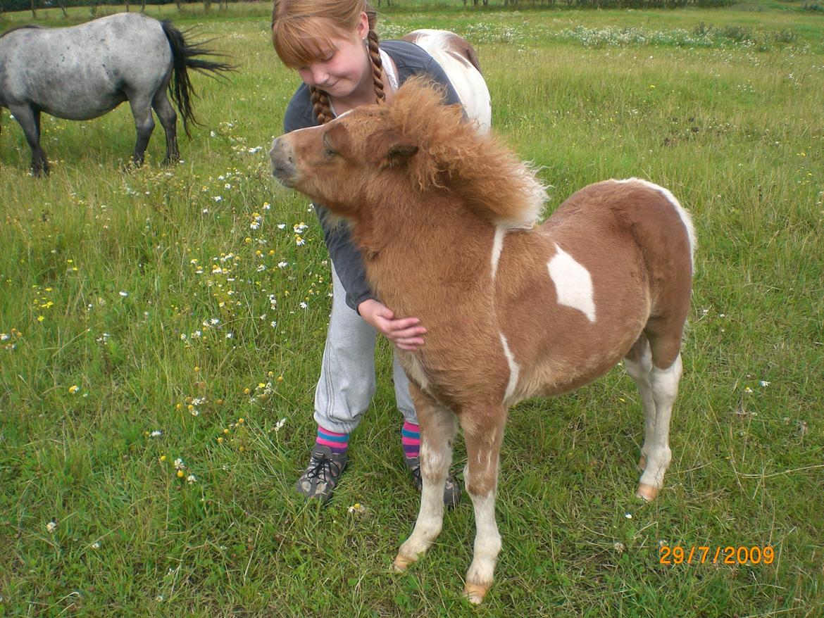 Shetlænder Mosbækmindes Felia - Mig og felia som små :) billede 7