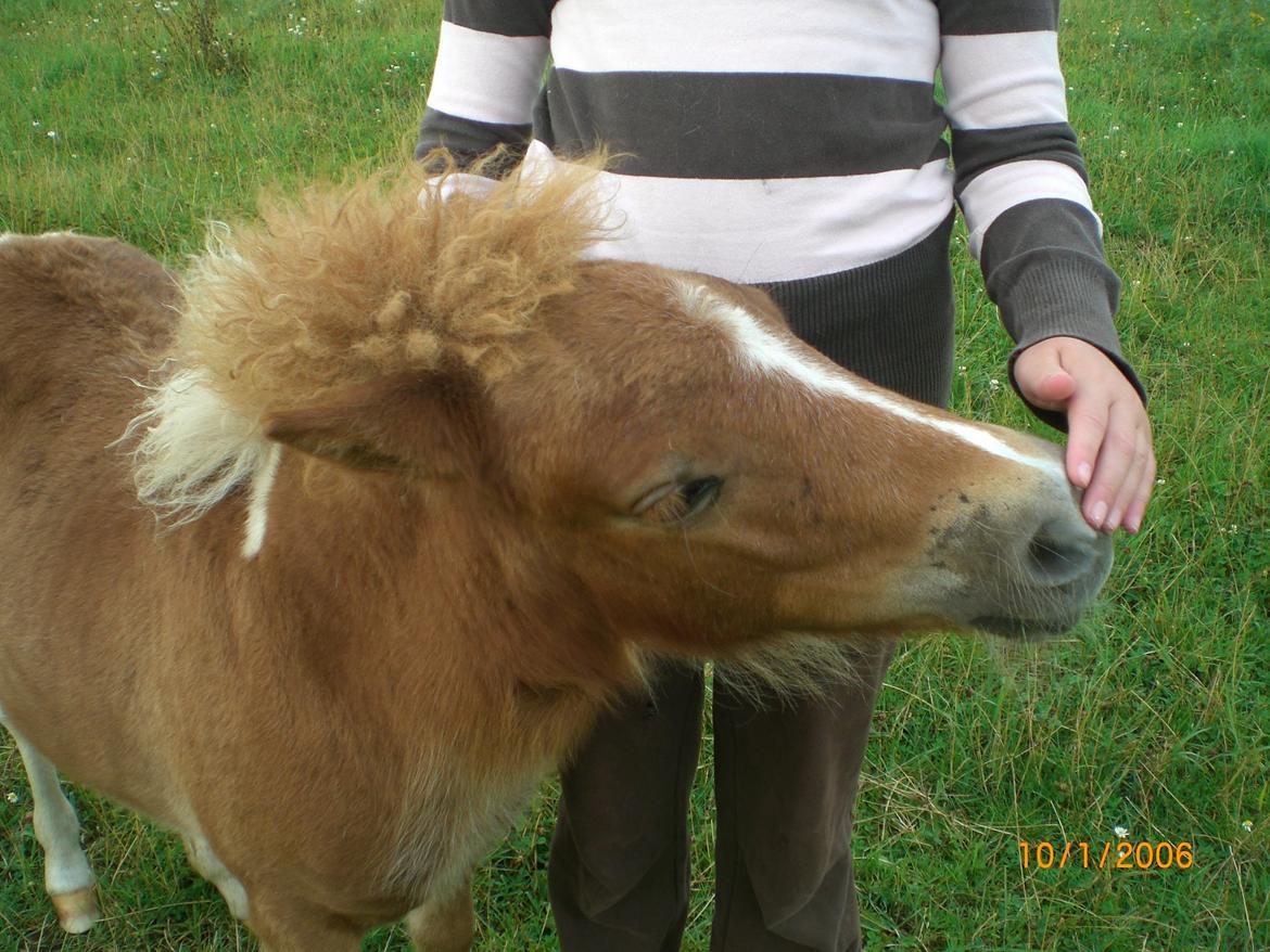 Shetlænder Mosbækmindes Felia - Felia dengang vi ikke havde fået hende hjem endnu :) billede 10