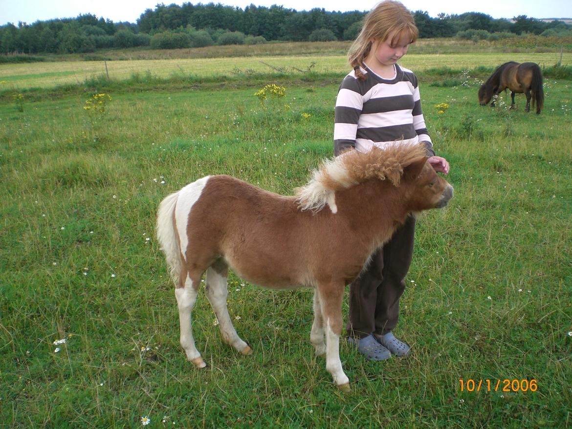 Shetlænder Mosbækmindes Felia - Mig og felia som små :) billede 9