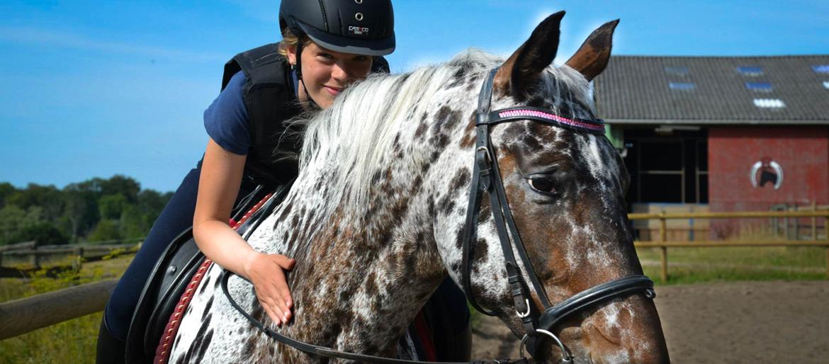 Knabstrupper Lammegårdens Pilar  - Pilar sommer 2015. FOTO: Emily Rasmussen billede 1