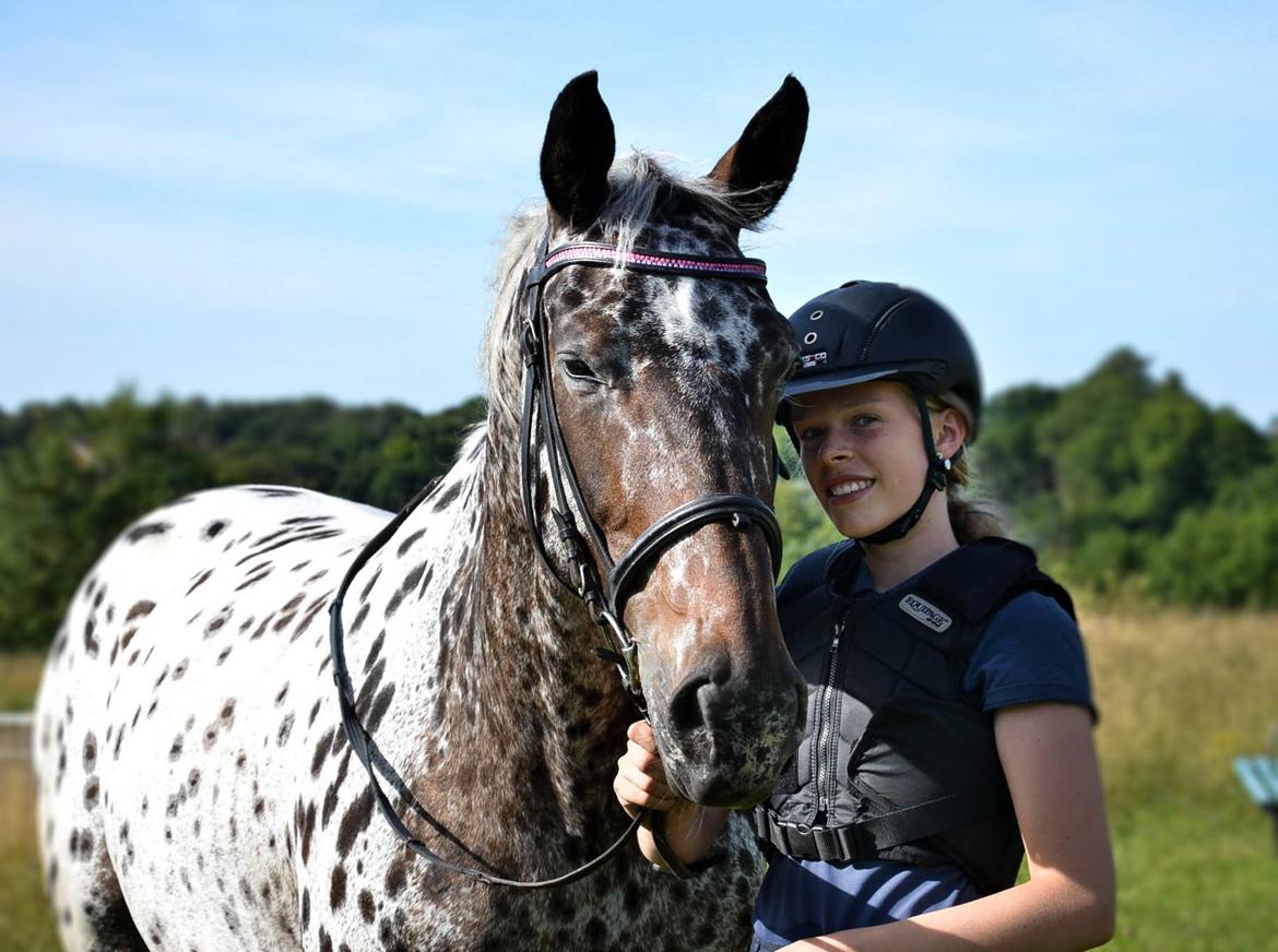 Knabstrupper Lammegårdens Pilar  - Sommer 2015. FOTO: Emily Rasmussen billede 6