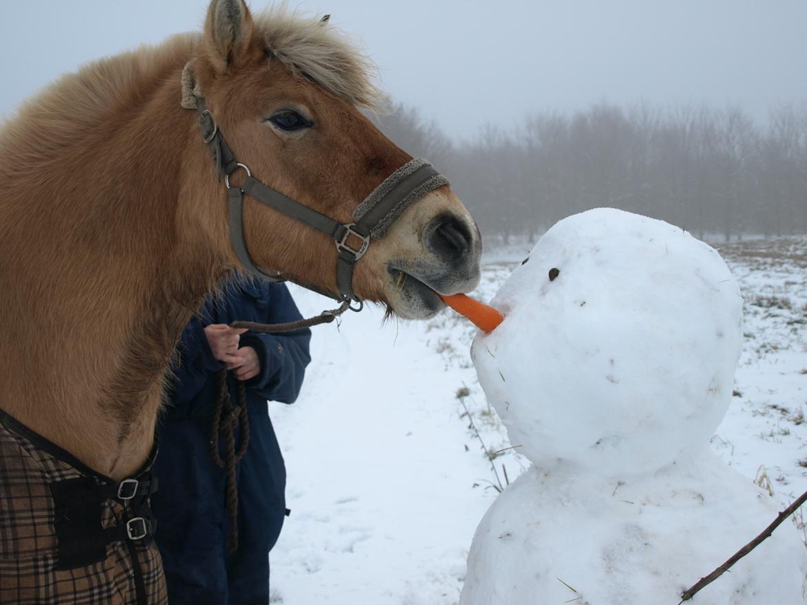 Fjordhest Romoses Jolly Jumper billede 19