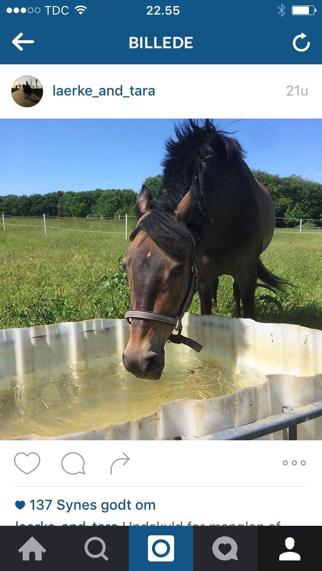 New Forest Birkilds Tara billede 1