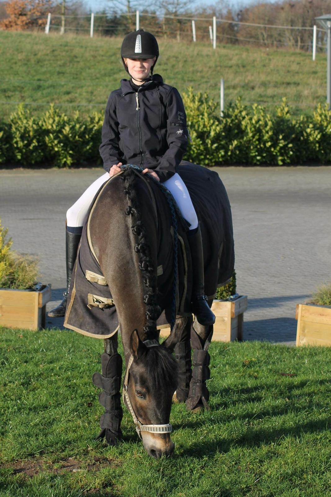 New Forest Birkilds Tara billede 2