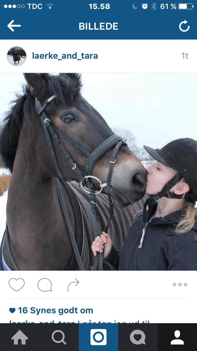 New Forest Birkilds Tara billede 4