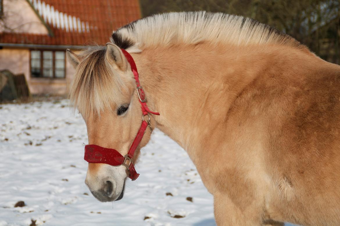Fjordhest Alibine - Vintermus  billede 14