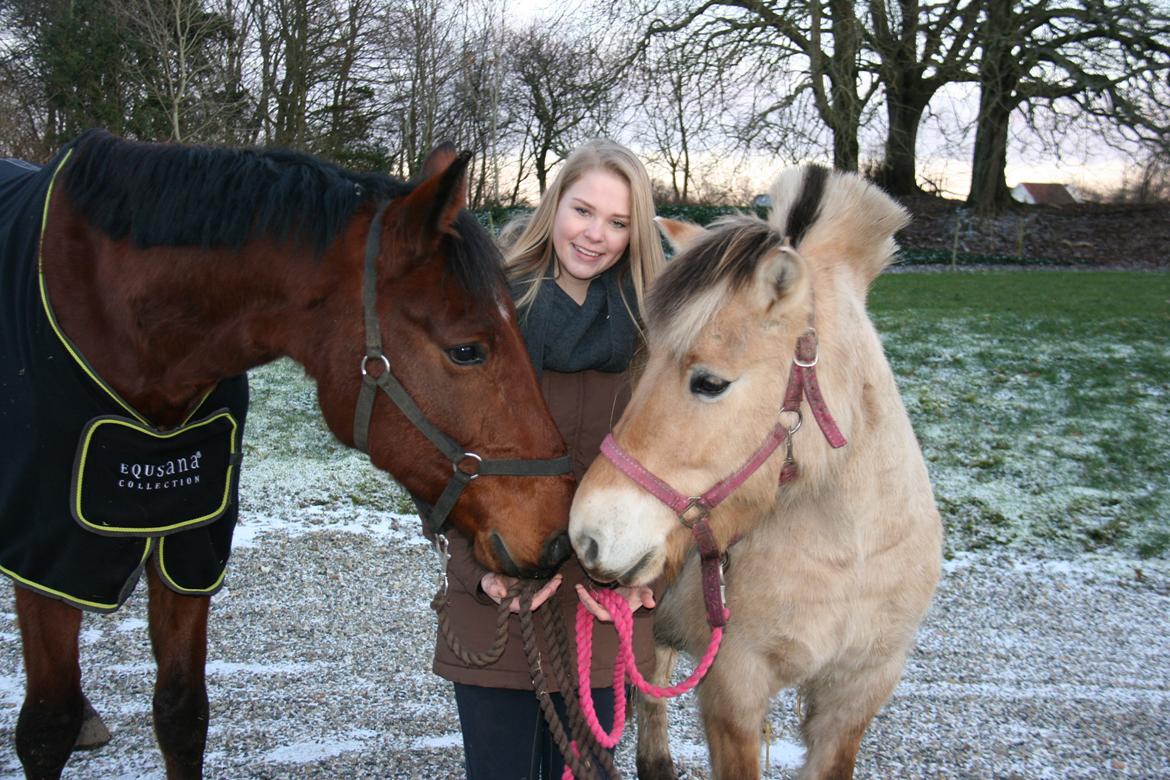 Fjordhest Felicia - De bedste to billede 11