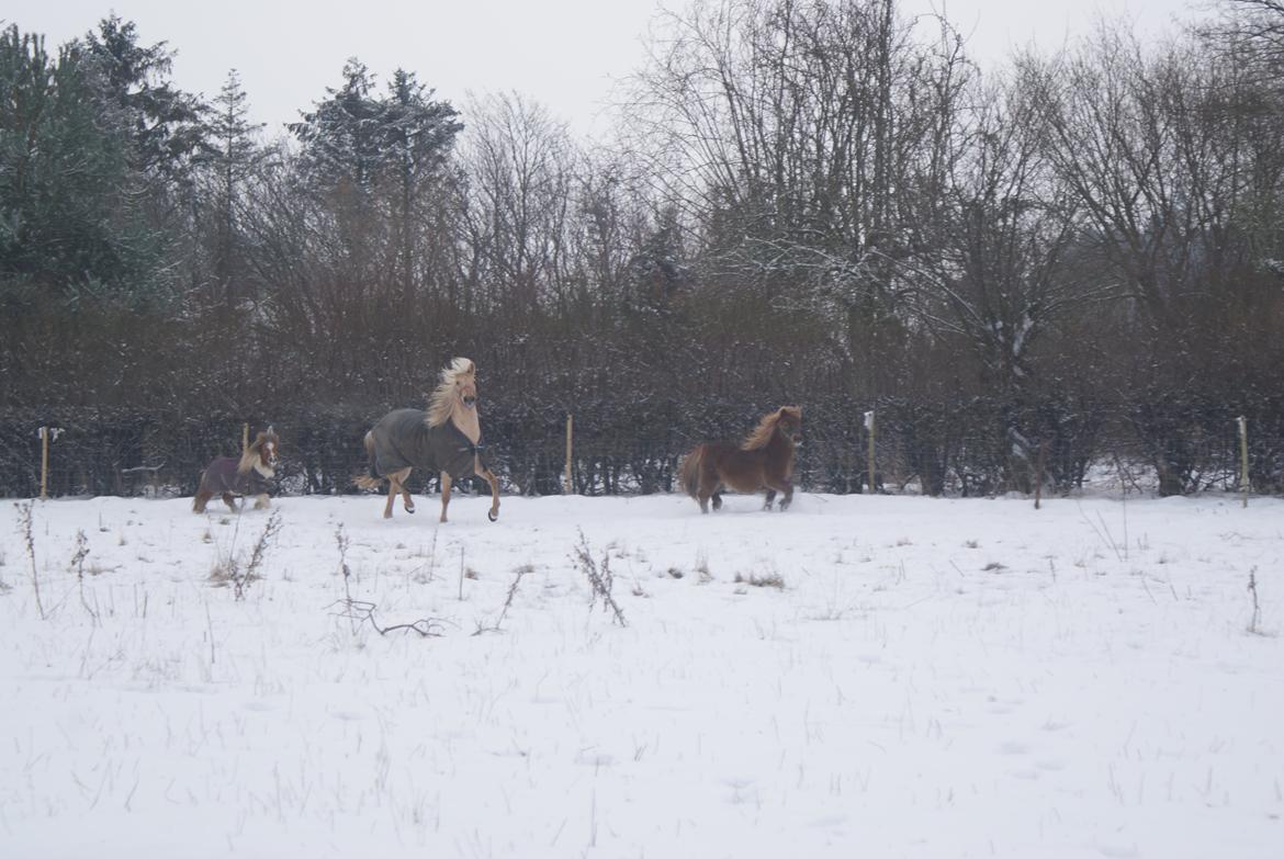Shetlænder Markeslevgårds sam - I sneen med nogle af vennerne billede 15