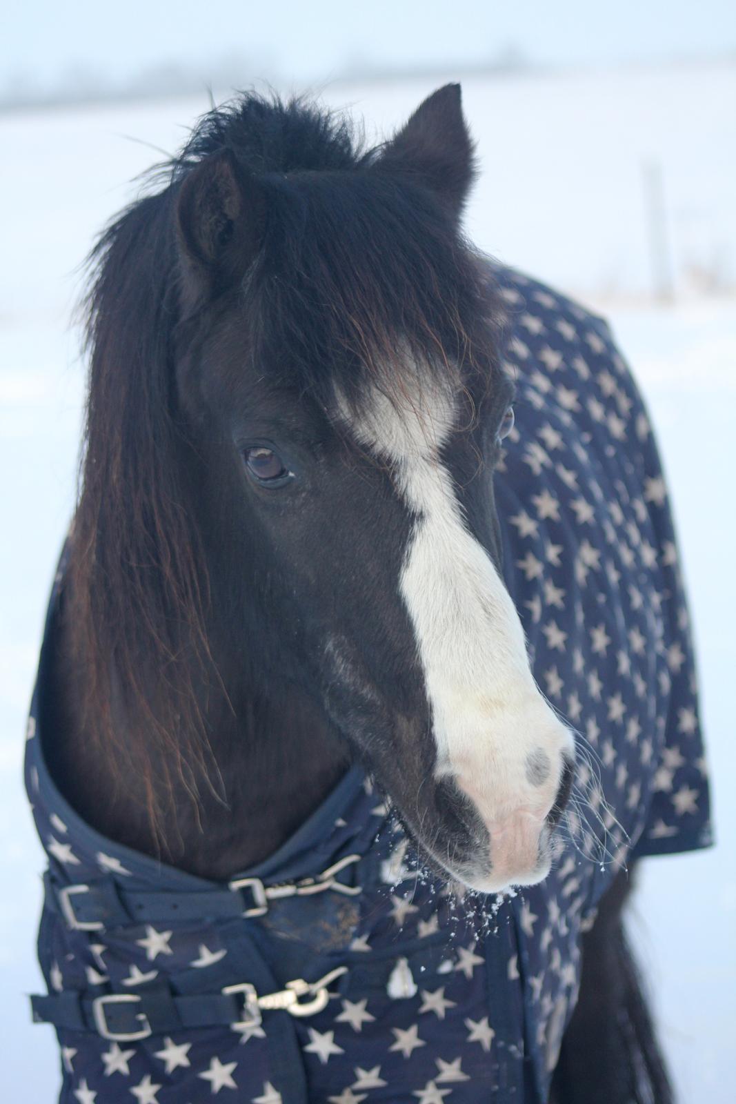 Welsh Pony (sec B) Dodi - Dodi - 24 år (vinteren 2016) billede 3