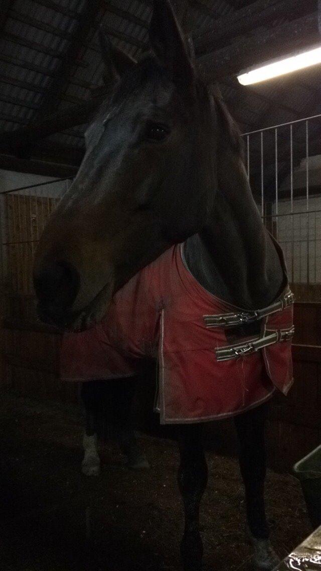 Dansk Varmblod Miss Fiona (Fifi) billede 10