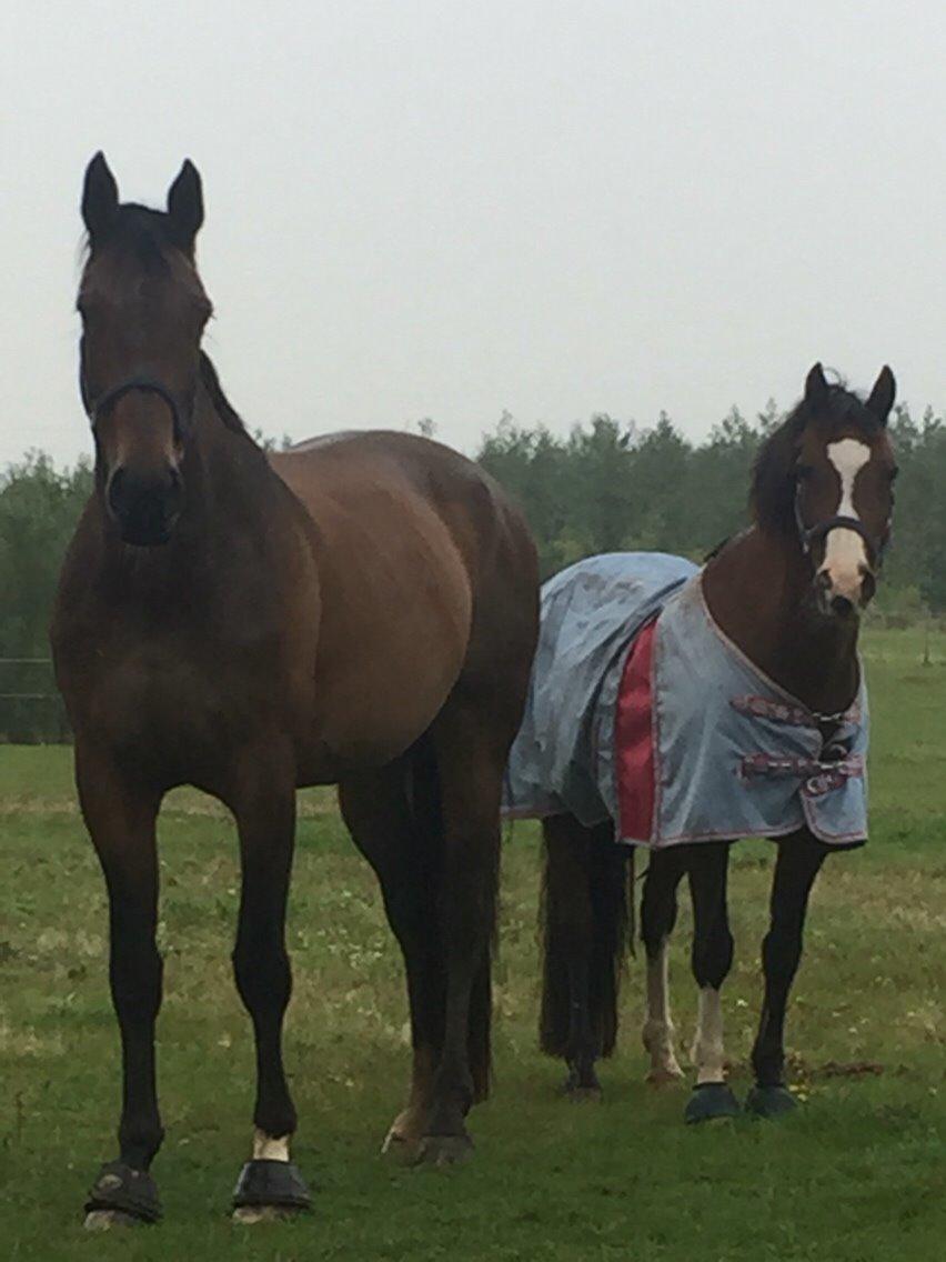 Dansk Varmblod Miss Fiona (Fifi) billede 5