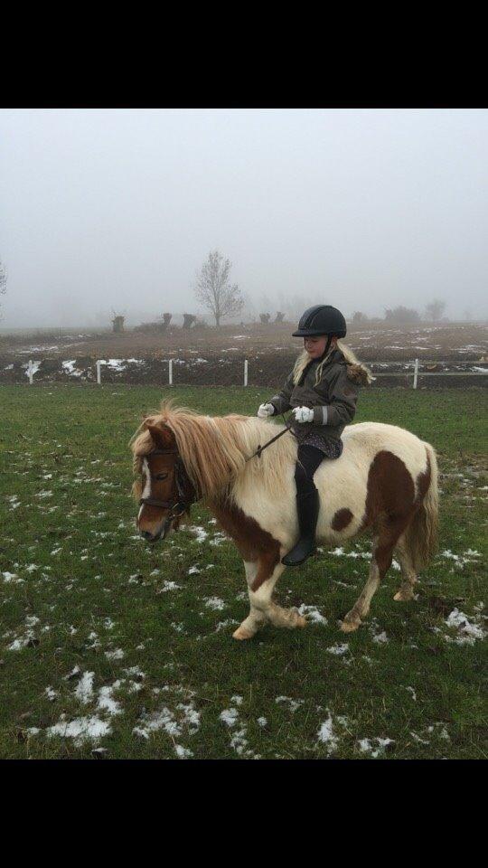 Pinto Lukas billede 2