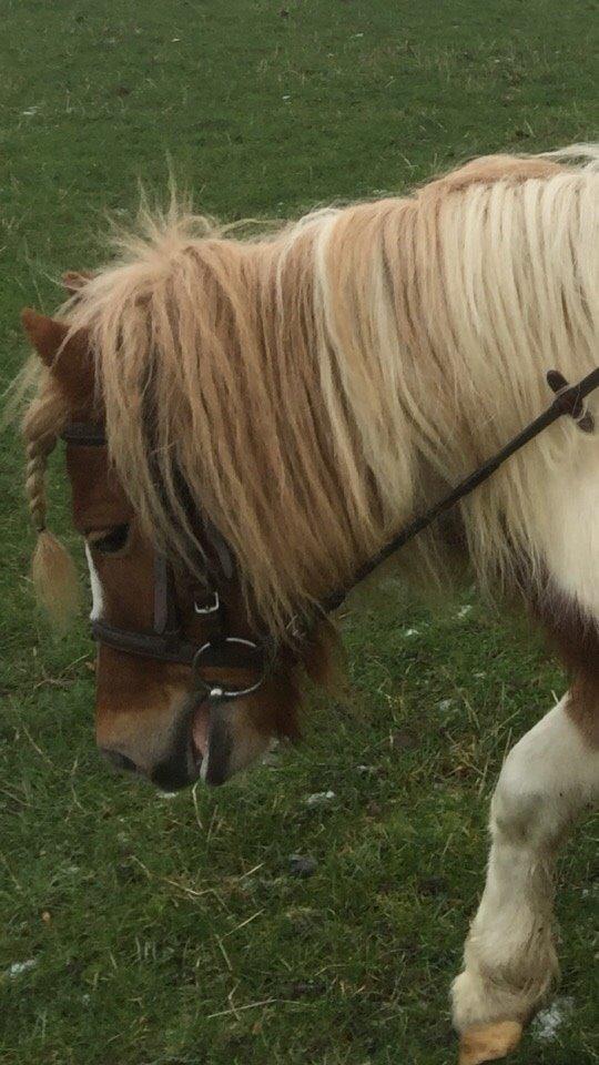 Pinto Lukas billede 3