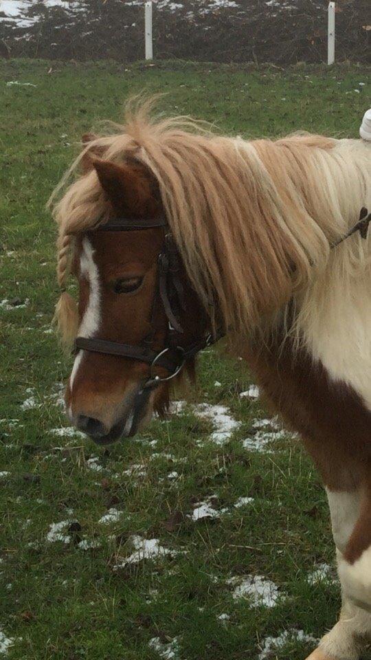 Pinto Lukas billede 1