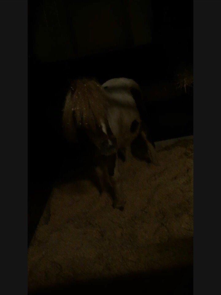 Pinto Lukas billede 4