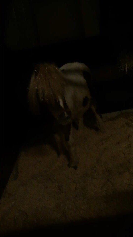 Pinto Lukas billede 5