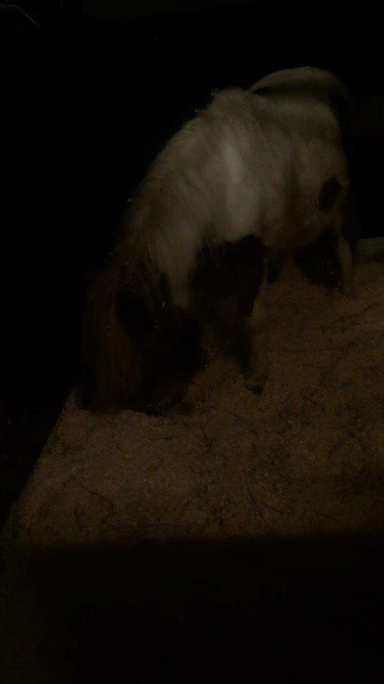 Pinto Lukas billede 6