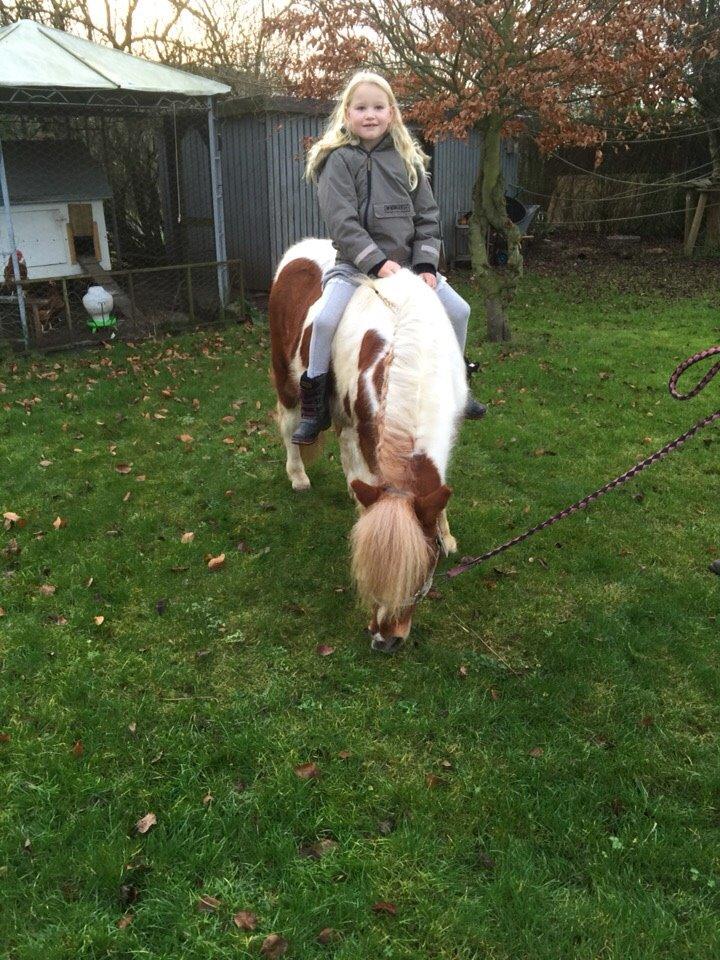 Pinto Lukas billede 7