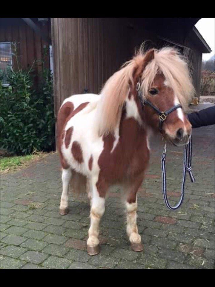 Pinto Lukas billede 8