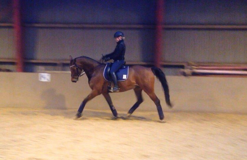 Anden særlig race Refsgaards Cheval billede 42